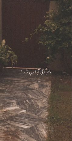 a black and white cat sitting on the ground in front of a building with arabic writing