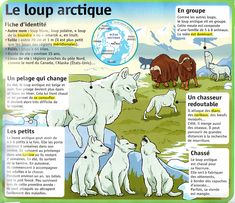 an illustrated poster with animals and their names in french, including the words le loup artique