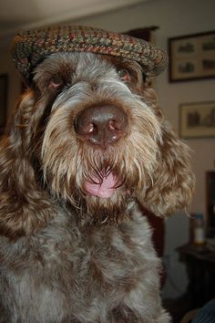 a dog with a hat on his head