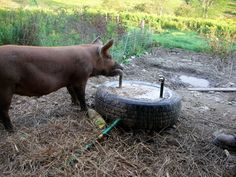 a pig standing next to a tire on the ground