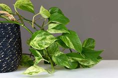 a potted plant sitting on top of a white table next to a blue vase