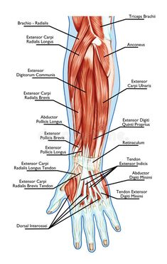 the muscles and their major structures