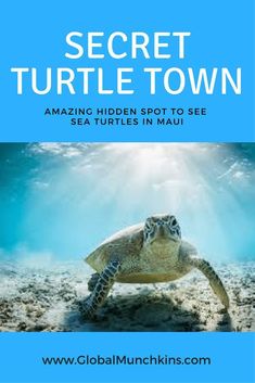 a turtle swimming in the ocean with text that reads, secret turtle town amazing hidden spot to see sea turtles in mau