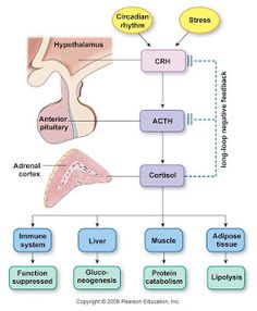 the structure of an organ and its major functions in human body, including livers