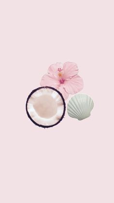 two seashells and a flower on a pink background