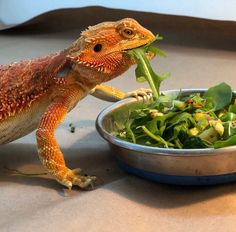 an orange and brown lizard eating greens from a bowl