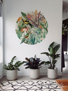 three potted plants sit in front of a wall with a painting on it's side