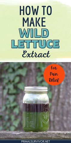 Wild lettuce is a potent natural painkiller that could be growing right in your backyard. Making it the ideal natural remedy for pain relief for your preppers first aid kit. Learn how to make a wild lettuce extact and you are half way there to making your own wild lettuce tinctures, teas and capsules. The extraction process breaks down the plant’s cell walls, making its valuable compounds available. It substantially enhances the effects of wild lettuce, producing one of the world’s most powe White Clover Tincture, Toddler Cough, Medicine Recipes