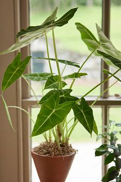 a potted plant sitting on top of a window sill next to a window