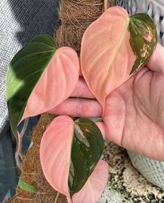 a person holding some pink flowers in their hand with green leaves on the top and bottom