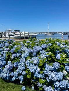 blue flowers are in the foreground and people walk on the other side of the water