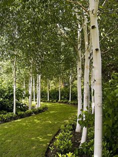 a row of white trees in the middle of a lush green park