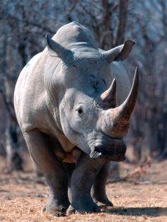 a rhinoceros standing on dry grass in front of trees