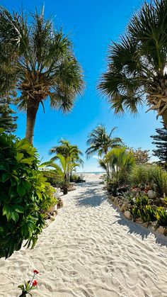 a sandy path leading to the beach with palm trees