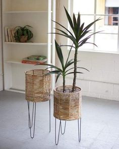 two potted plants sitting next to each other