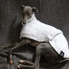 a dog wearing a sweater on top of a couch