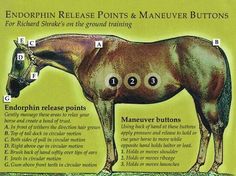 an image of a horse's parts labeled in english