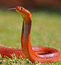 a close up of a red snake on the ground