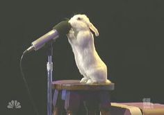 a white rabbit standing on its hind legs while holding a microphone in it's mouth