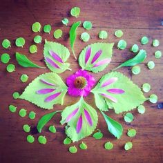 a pink flower surrounded by green leaves on top of a wooden table next to seeds