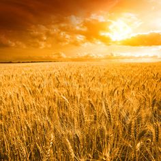 the sun is setting over a wheat field