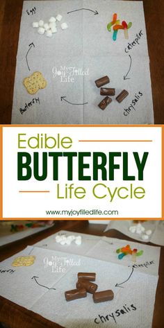 the edible butterfly life cycle is shown in this image