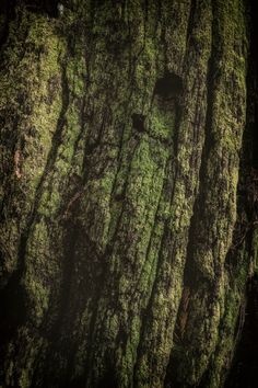 moss covered tree trunks in the dark