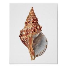 a drawing of a sea shell on a white background