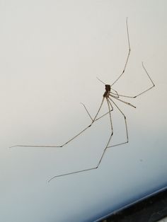 a large spider sitting on top of a window sill