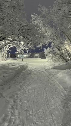 snow covered trees line the road at night