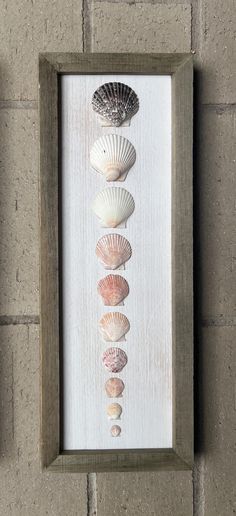 there are five seashells in a wooden frame on the wall next to each other