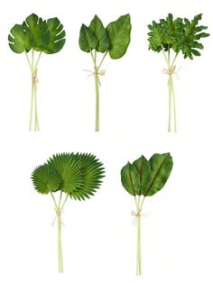 four different types of leaves on a white background