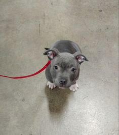 a small gray dog on a red leash