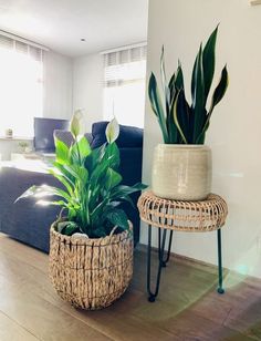 a living room with a couch, chair and potted plant