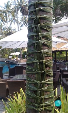 a tall palm tree sitting next to a lush green forest covered in lots of leaves