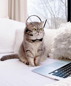 a cat wearing glasses sitting on a bed with a laptop in front of it and looking at the camera