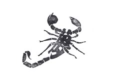 a black and white drawing of a scorpion