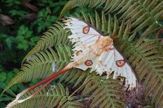 a large white butterfly sitting on top of a green plant