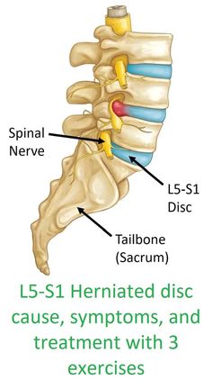 an image of the back of a skeleton with words describing its location and functions in it