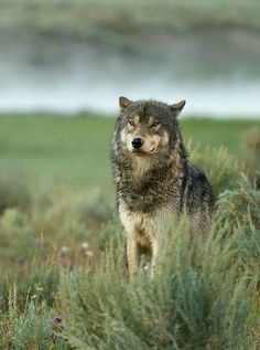 a wolf standing in the middle of a field