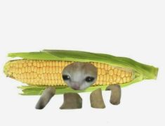 an animal that is hiding behind a corn on the cob