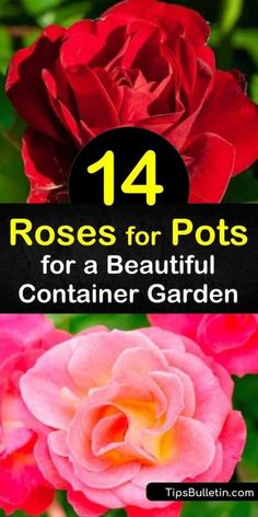 Roses In Pots Ideas Patio, Roses In Containers Pots Patio, Planting Roses In Pots, Miniature Roses Outdoors, Growing Roses In Pots, Banksia Rose, Beautiful Rose Garden, Rose Climbing