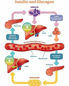 diagram of the inside and outside of an organ, including livers, broccoli,