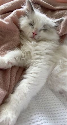 a white cat sleeping on top of a pink blanket