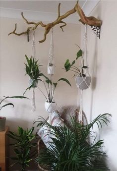 some plants hanging from a tree branch in a room with white walls and flooring