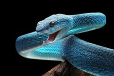 a blue snake with its mouth open and it's tongue out on a branch