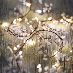 a branch with white flowers and lights on it