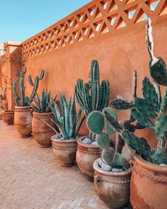 many different kinds of cacti in pots on the side of a building wall