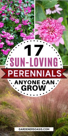 16 Full Sun Perennials: Low Maintenance Plants That Thrive In Sun Perennial Gardens Full Sun, Full Sun Yard Landscaping, Landscape Design Low Maintenance, Flowering Plants For Full Sun, Afternoon Sun Flower Bed Ideas, Full Sun Grasses Perennials, Flowers That Like Full Sun, Wildflowers In Front Of House, Low Maintenance Wildflower Garden