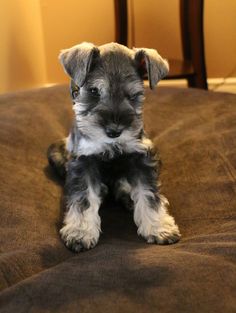 a small gray and white dog sitting on top of a bed